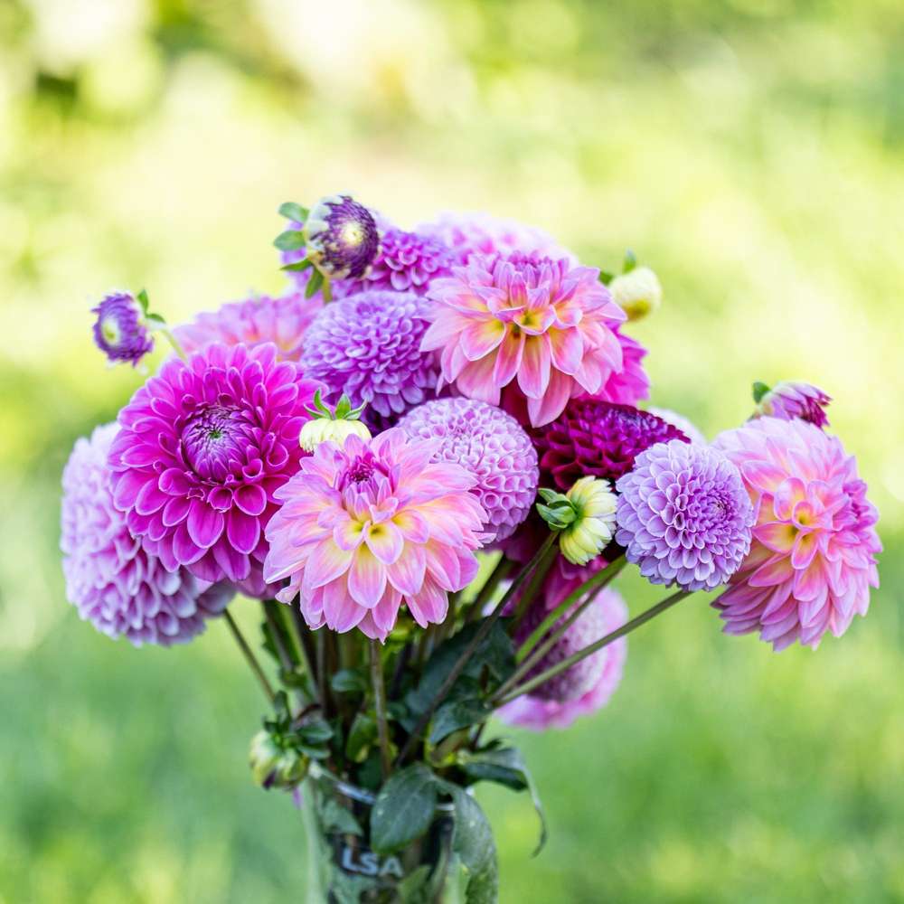 Dahliamix 'Crown Jewels'